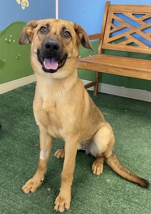 *King Henry, German Shepherd Dog Mix, young, available for adoption