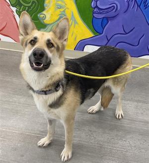 *Charlene, German Shepherd Dog, young, available for adoption
