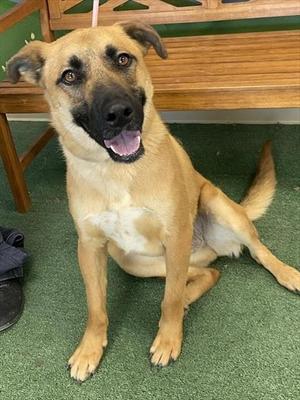 *Fisher, German Shepherd Dog Mix, adult, available for adoption