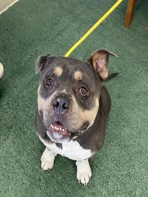 A black and white dog with brown markings on its face, sitting on a green carpet and looking up at the camera.