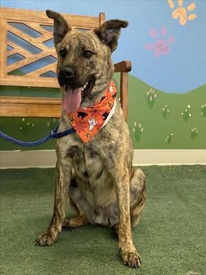 *Banzai, German Shepherd Dog Mix, young, available for adoption
