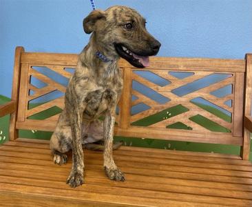 *Banzai, German Shepherd Dog Mix, young, available for adoption