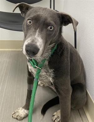 *Kaida, Whippet Mix, young, available for adoption