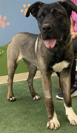 *Candy, German Shepherd Dog Mix, adult, available for adoption