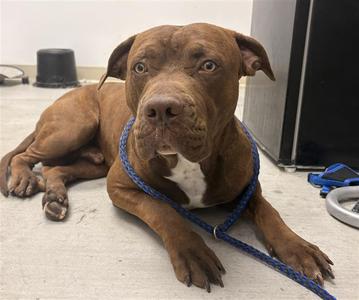 *Bison, American Bulldog Mix, adult, available for adoption