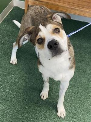 A brown and white dog with floppy ears and expressive eyes looks directly at the camera while standing on a green carpeted floor.