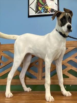 *Hope, Labrador Retriever Mix, young, available for adoption