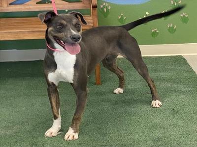 A brown and white dog with a pink collar standing on a green carpet.