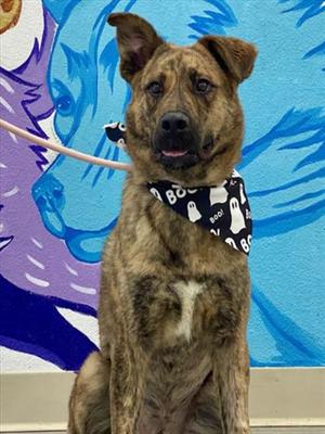 *Ollie, German Shepherd Dog Mix, young, available for adoption