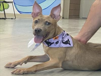 A brown dog with perked ears and a purple bandana with black cat patterns, lying on the floor with its tongue out.