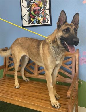 *Kristoff, German Shepherd Dog, young, available for adoption