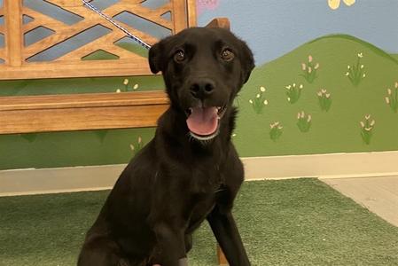 *Barry, German Shepherd Dog Mix, young, available for adoption