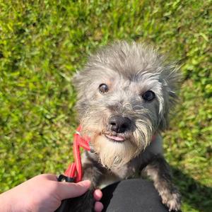 Teddy, Miniature Poodle / Chihuahua, young, available for adoption