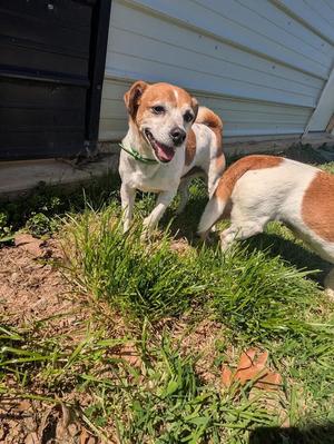 Radar, Jack Russell Terrier, senior, available for adoption