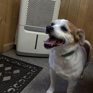 Little Ann, Jack Russell Terrier / Shih Tzu, senior, available for adoption