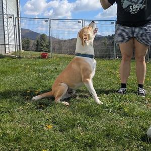 George, Yellow Labrador Retriever / Hound, adult, available for adoption