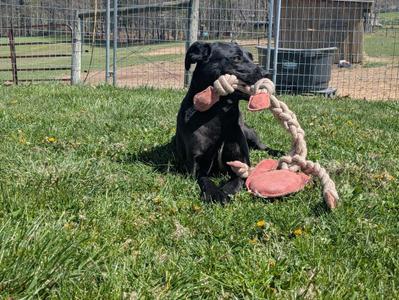Scrappy, Boxer, young, available for adoption