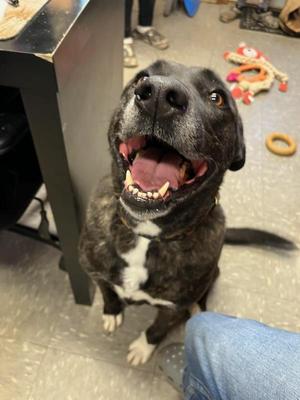 Isabelle, American Bulldog / Siberian Husky, adult, available for adoption