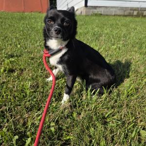 Lilly, Chiweenie, adult, available for adoption