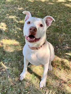 Skip It, Mixed Breed, young, available for adoption