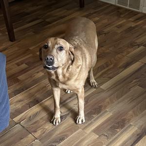 Bella Courtesy Listing, Labrador Retriever, adult, available for adoption