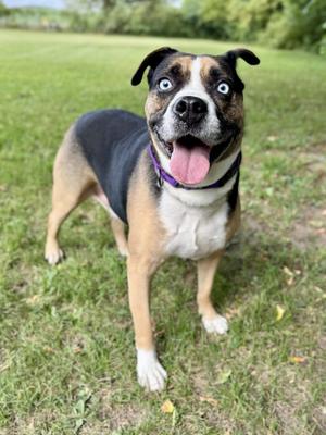 A happy dog with a black, white, and brown coat stands on a grassy field, its tongue out and eyes wide open.