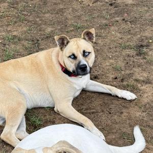 A light-colored dog with blue eyes lying on the ground, wearing a red collar.