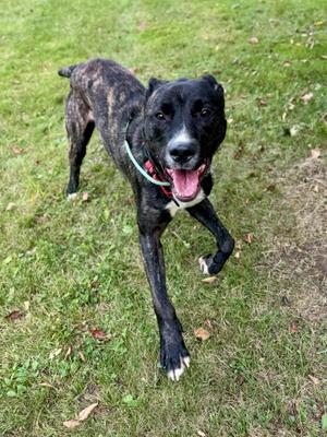 A black and brindle dog with a white patch on its chest and paws, wearing a blue collar, is running on a grassy field with its mouth open and tongue out.