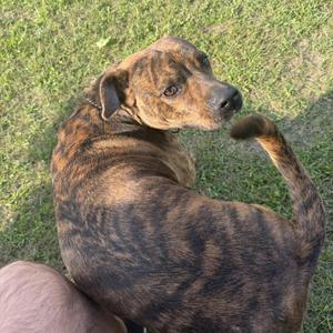 A brindle dog sitting on grass, looking to the side.