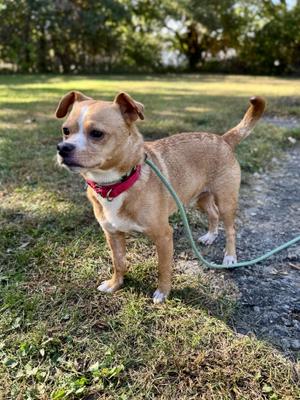 Tucker, Chihuahua / Pug, adult, available for adoption