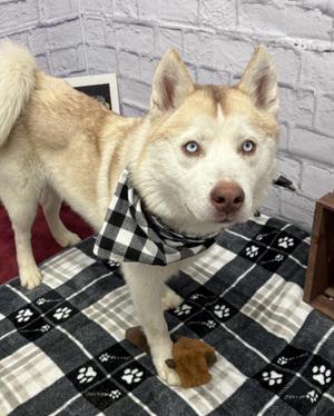 Blingo, Husky, adult, available for adoption