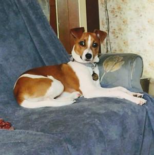 Katie Courtesy Listing, Jack Russell Terrier, adult, available for adoption