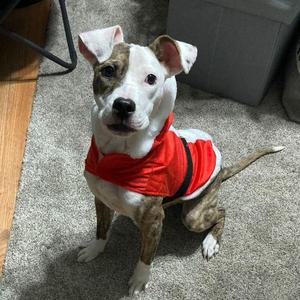 Frog Courtesy Listing, Mixed Breed, young, available for adoption