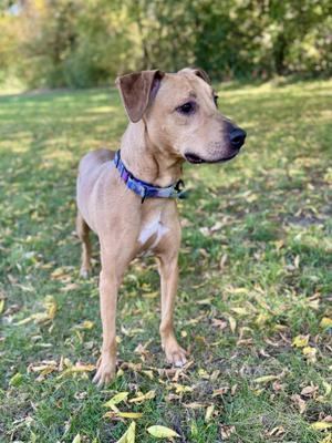 A brown dog with a blue collar standing on a grassy field with fallen leaves.