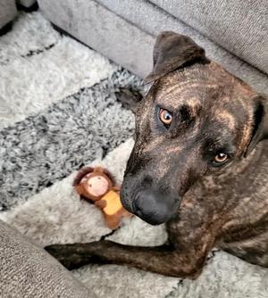 Bronco Courtesy Listed, Mixed Breed, adult, available for adoption