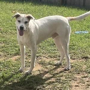 white dog standing on grass