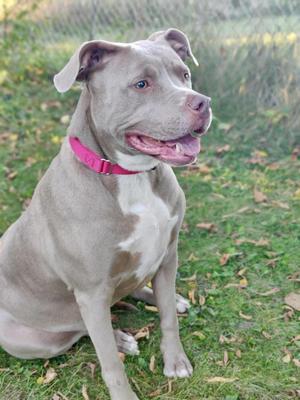 A gray pit bull with a pink collar sitting on grass.