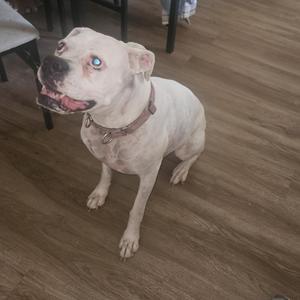 A white dog with blue eyes sitting on a wooden floor, looking up with its mouth open.