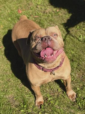 Kruz, Bulldog, adult, available for adoption