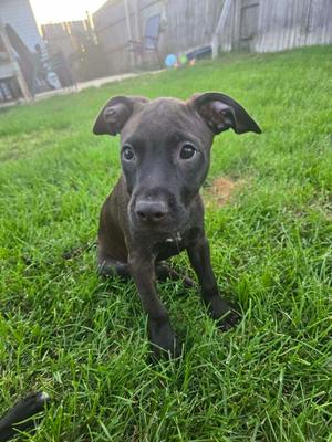 Kiwi, Mixed Breed, puppy, available for adoption