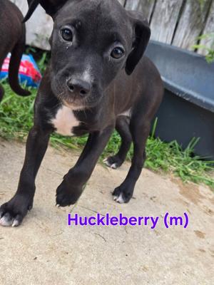 Huckleberry, Mixed Breed, puppy, available for adoption