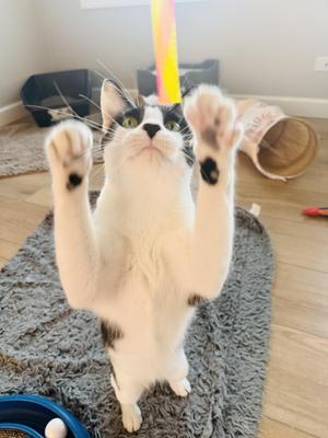 A white and black cat standing on its hind legs with its front paws raised, reaching for a colorful toy hanging above it.