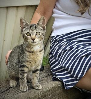 Ryder, kitten, available for adoption