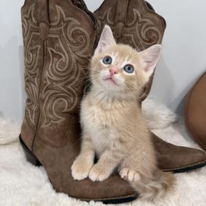 Kenny Rodgers, kitten, available for adoption