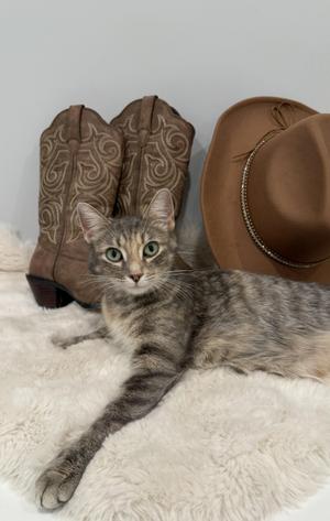 Dolly Parton, kitten, available for adoption