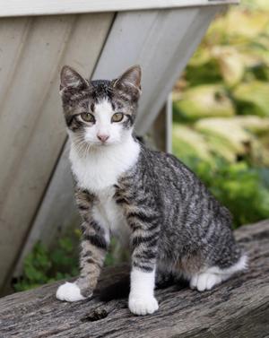Jake, kitten, available for adoption