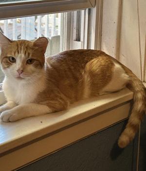 Sherb, adult, available for adoption