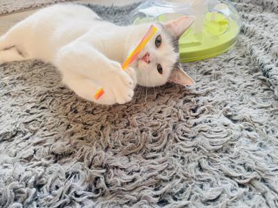 A white cat lying on a gray shaggy rug, playing with a colorful toy.