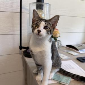 Bebop, kitten, available for adoption