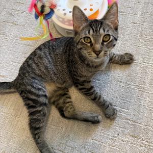 Rocksteady, kitten, available for adoption